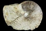 Fossil Ammonite (Metengonoceras) - Texas #104545-1